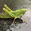 Grasshopper