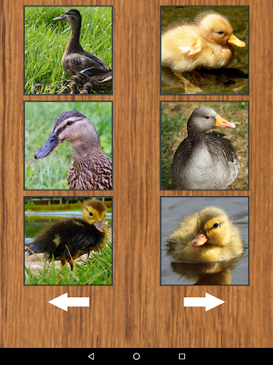 Cute Funny Duck Sounds