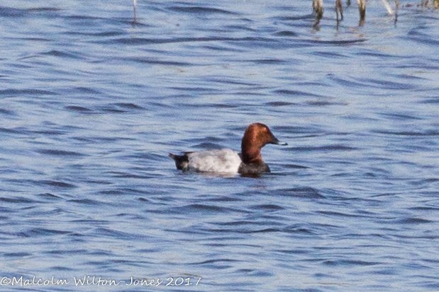 Pochard; Porrón Común