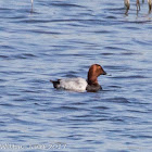 Pochard; Porrón Común