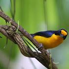 Gaturamo-verdadeiro (Violaceous Euphonia)