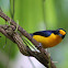 Gaturamo-verdadeiro (Violaceous Euphonia)