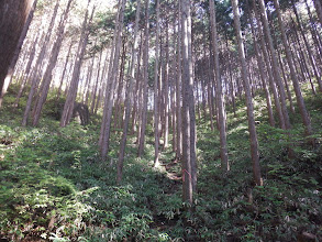 尾根に向かって登る