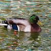 Mallard male. Azulón macho