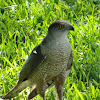 Sharp-shinned Hawk