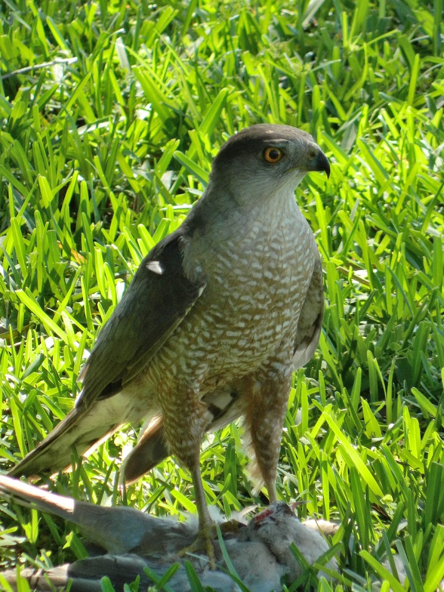 Sharp-shinned Hawk