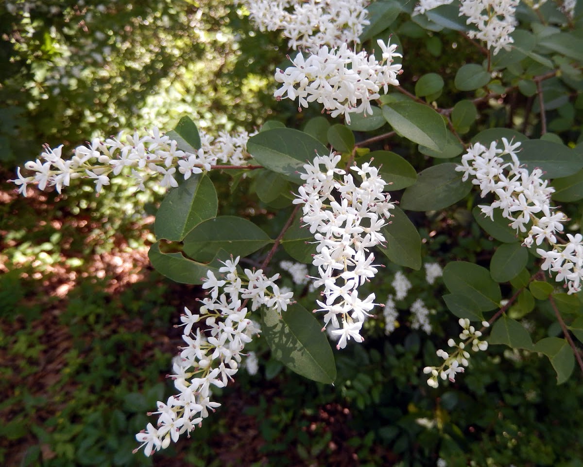 Chinese Privet