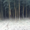 Phyllostachys edulis