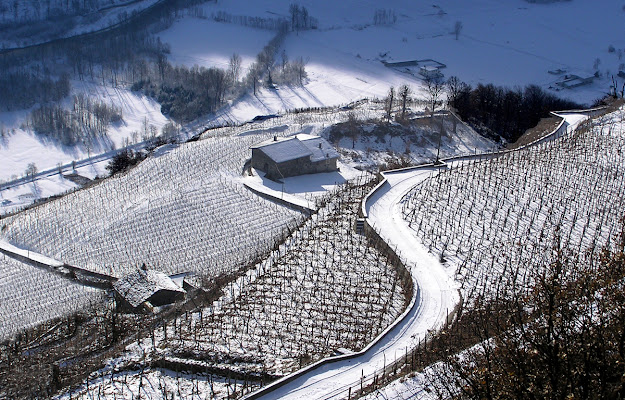 Vigneti di nebbiolo di giuseppe46