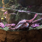 Pacific Giant Octopus