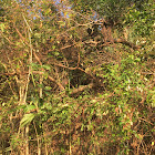 Taiwan macaque