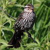 Red-Winged Blackbird (Female Singing)