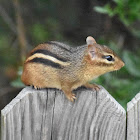 Eastern chipmunk