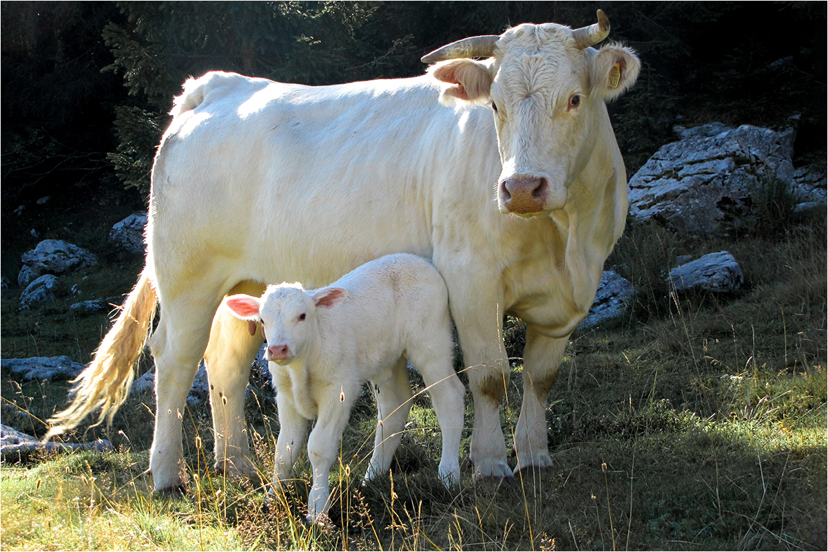 Tale quale mamma. di brunosma