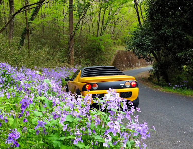 AZ-1のオオアラセイトウ・花とコラボ・花と愛車・夜勤明けに寄り道・ドローン撮影に関するカスタム事例の投稿画像2枚目