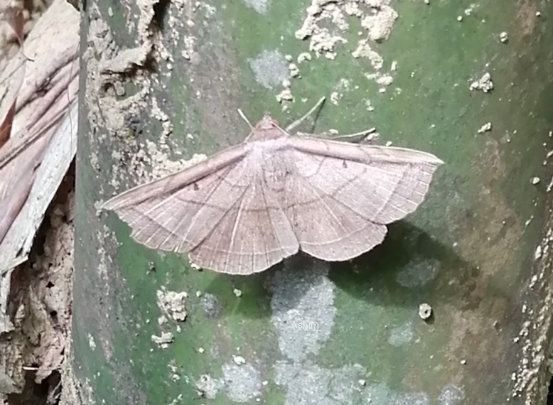 Noctuoid moth