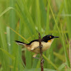 Black-capped Donacobius