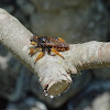 Giant Robber Fly