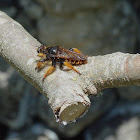 Giant Robber Fly