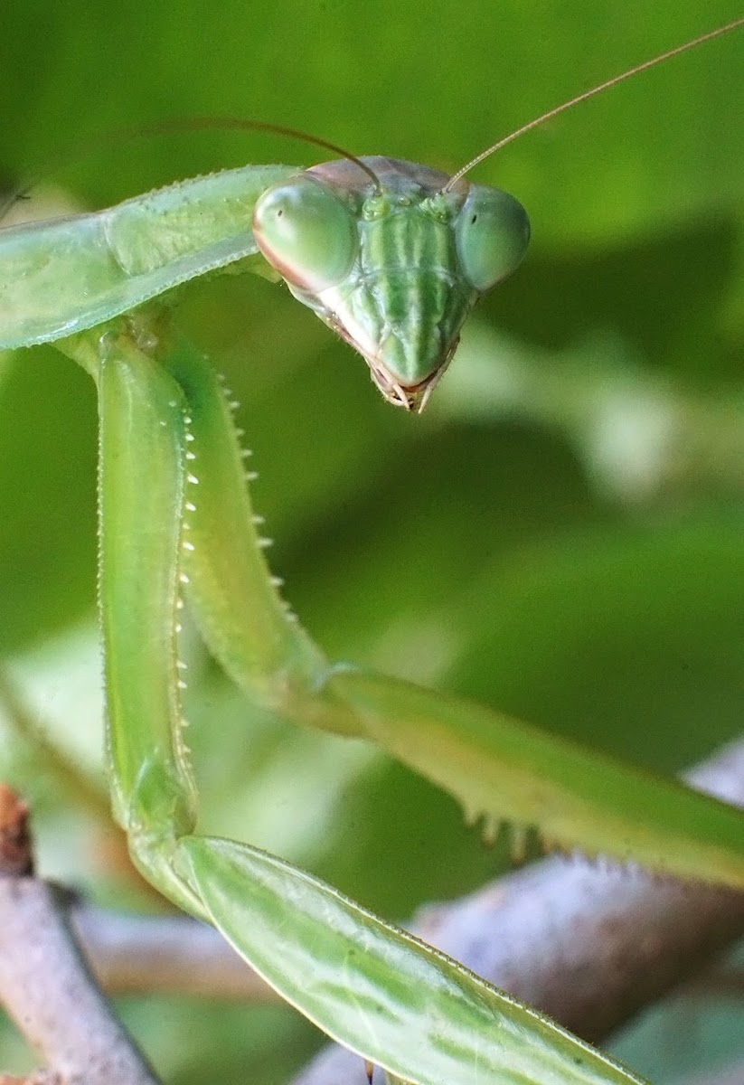 Carolina mantis