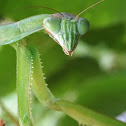 Carolina mantis