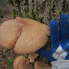 Oyster Mushroom