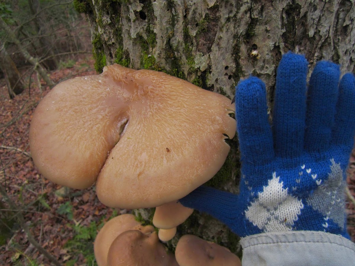 Oyster Mushroom