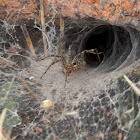 Funnel Web Spider