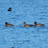 Lesser Scaup