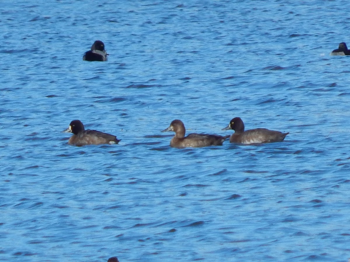 Lesser Scaup