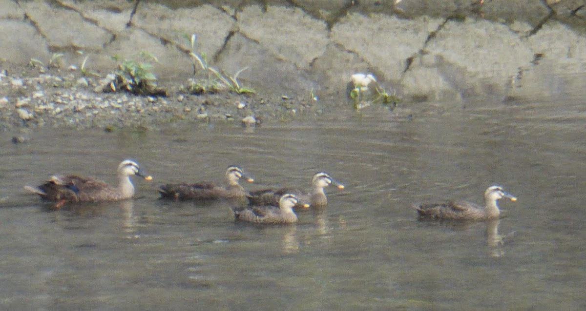 Eastern Spot-billed Duck