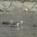 Eastern Spot-billed Duck