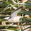 Little Bittern; Avetorillo