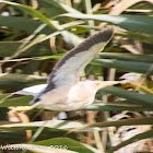 Little Bittern; Avetorillo