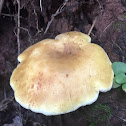 Yellowdrop milkcap?