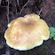 Yellowdrop milkcap?