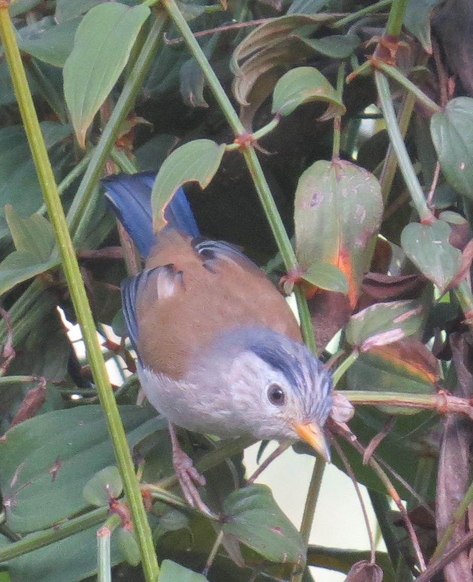 Blue-winged Minla