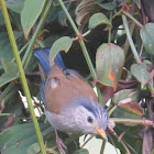 Blue-winged Minla