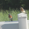 Eastern Bluebird