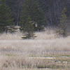 Northern Harrier