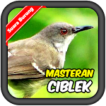 Prinia familiaris Bird's chirp Apk