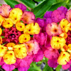 Lantana