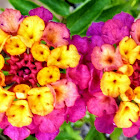 Lantana