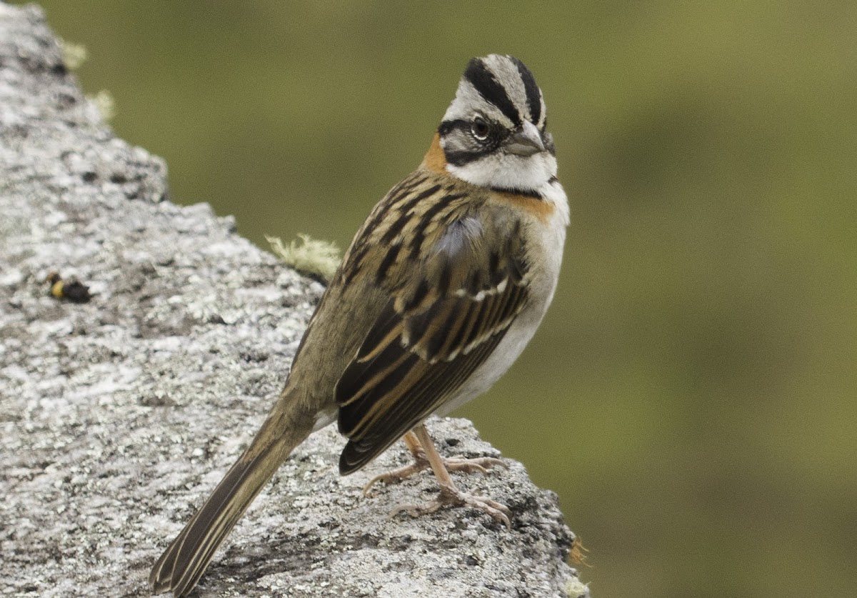 Rufous-collared sparrow