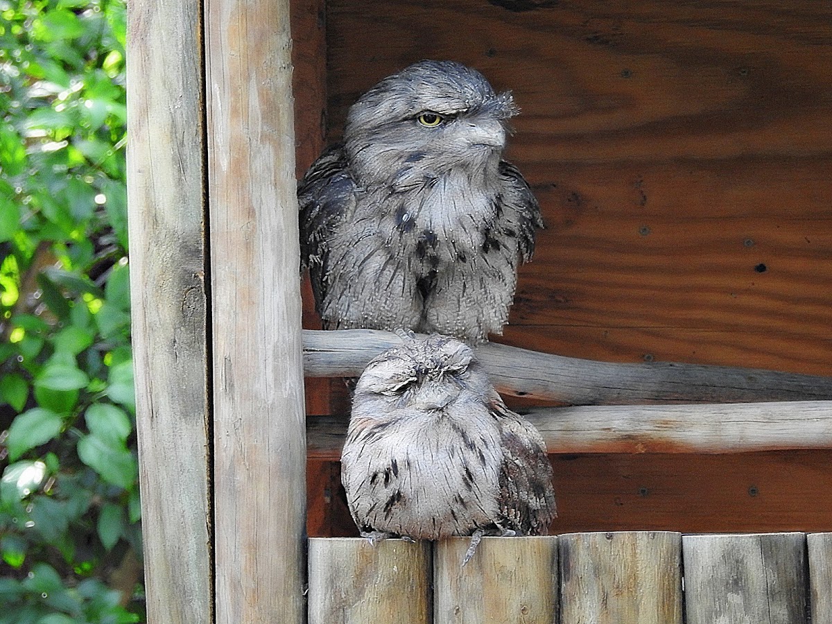 Common potoo