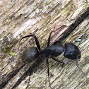 Black ant