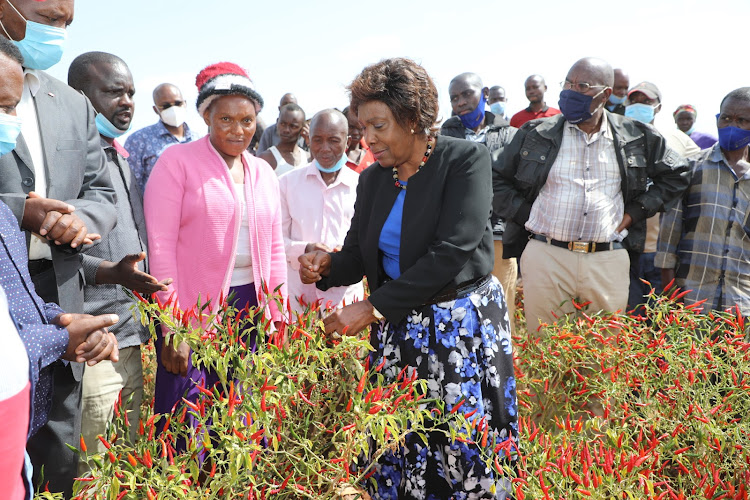 Kitui Governor Charity Ngilu picks some of Green Demon chili at Jack Mulinge’s farm in Kyuso on Monday, June 21, 2021