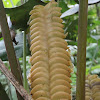 Rattlesnake ginger