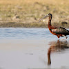 Glossy Ibis