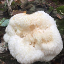 Lion's Mane mushroom